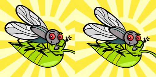 Insects Photo Differences